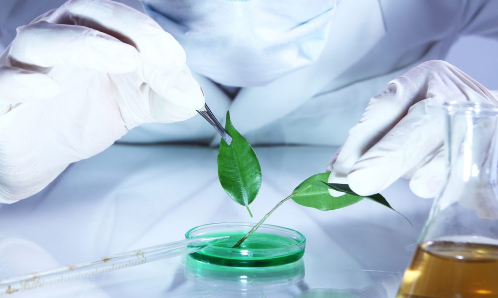 Science experiment with plant leaves in laboratory